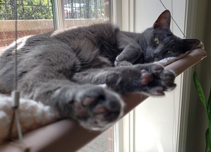 a grey cat sleeping in a window bed