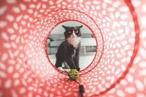 cat at the end of a toy tunnel