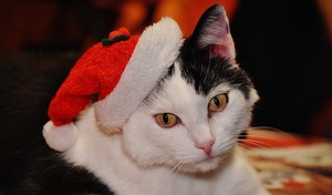 cat with a santa hat on