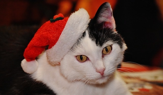 Cats in christmas costumes sale