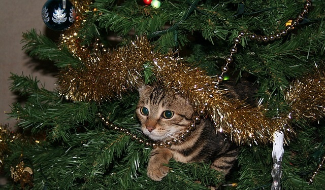 a cat in a christmas tree