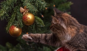 cat playing with a Christmas tree