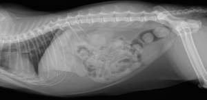 a cat x ray