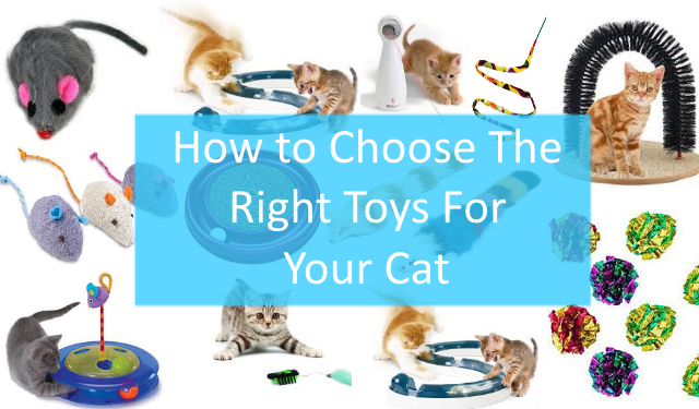 Many cat toys and a question of how to choose the right one super imposed