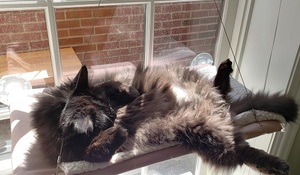 a black cat sunning herself in a window bed