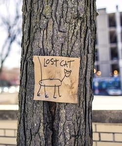 lost cat poster