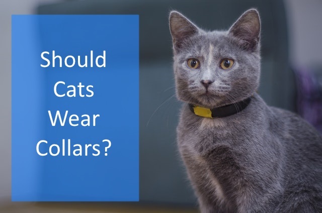 featured image of a cat in a collar and the question should cats wear collars