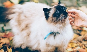 rewarding a cat with a treat