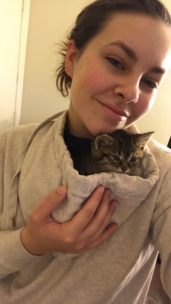 a kitten riding along in the hood of a hooded sweater being warn backward