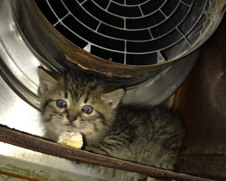 a kitten under a steam event outside