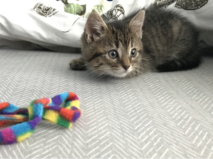 a very focused kitten playing with a wand toy