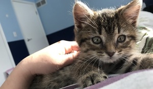 cat of the week January 1st 2018 - Nugget
