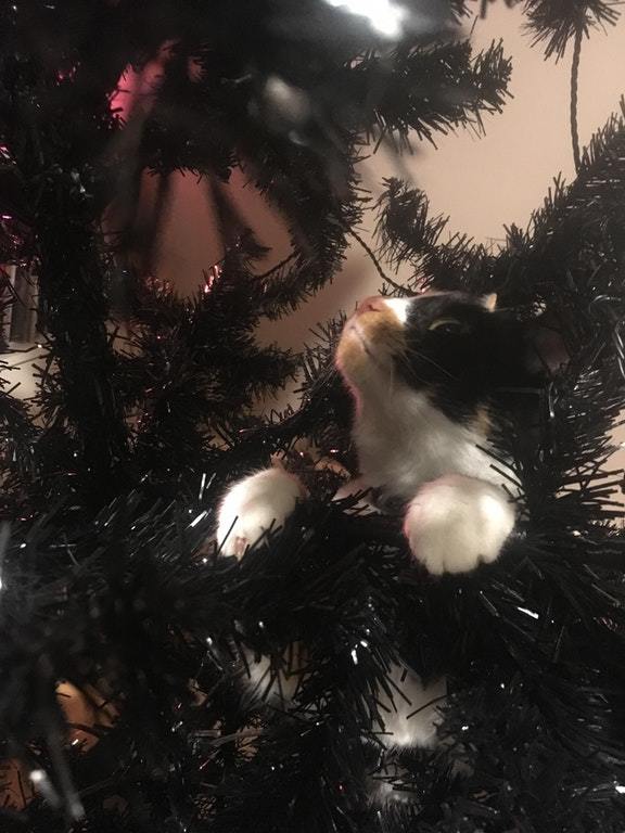 a calico named Harley exploring the Christmas tree