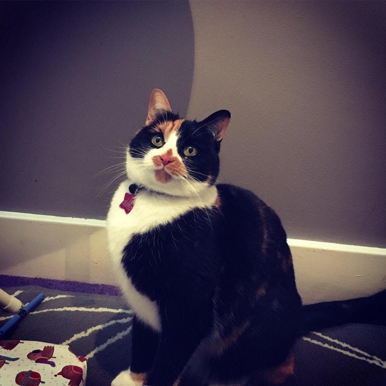 a beautiful calico named Harley posing like a model for her photo
