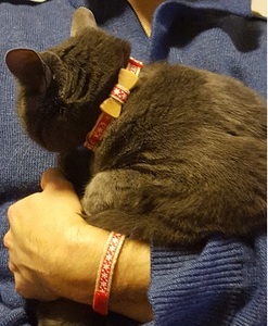 the pettsie christmas cat collar on a grey cat and the friendship bracelet on a man's wrist