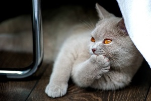 a cat grooming its own paws