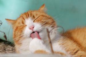 an orange and cream cat grooming itself