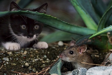 a cat hunting a mouse