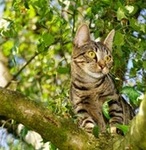 a cat in a tree