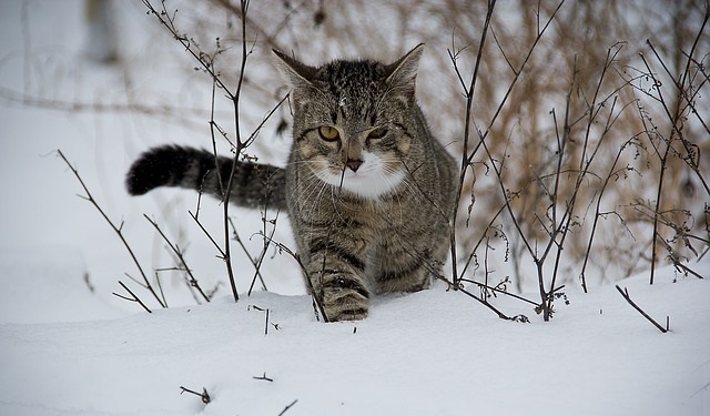 a cat walking in the snow