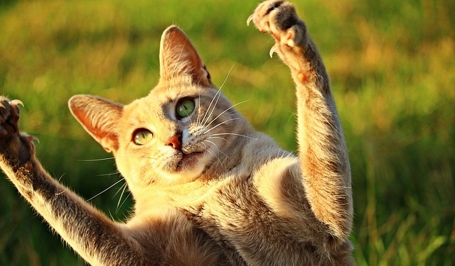 cat with long nails that need to be trimmed