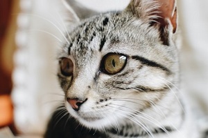 cat with eye whiskers sticking up