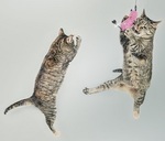 two kittens jumping