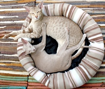 two cats sleeping in the same bed in the sun