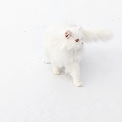 a Persian cat walking in the snow