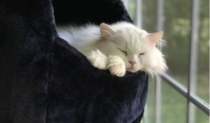 Cat of the week Maya - a white Persian with beautiful long hair
