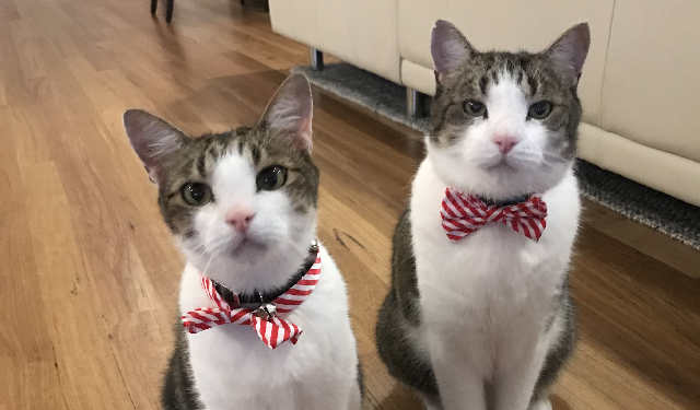 Smeags and Frodo, two cats with red and white collars