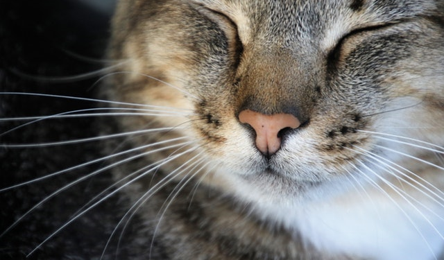 a cat's face with white whiskers