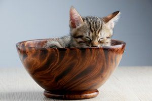 a kitten sleeping in a wooden bowl