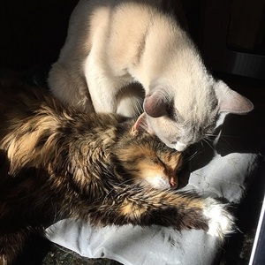 two senior cats grooming