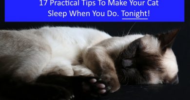 17 Practical Tips To Make Your Cat Sleep When You Do. Tonight. 17 Practical Tips To Make Your Cat Sleep When You Do. Tonight.