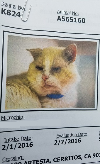 pablo the cat's intake photo at the rescue