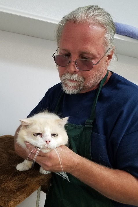 pablo the cat at the rescue with infected eyes