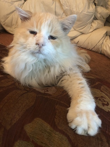 pablo the rescue cat relaxing on a bed with a paw forward