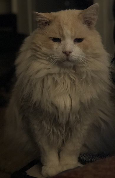 pablo the rescue cat looking glorious with all his fluff