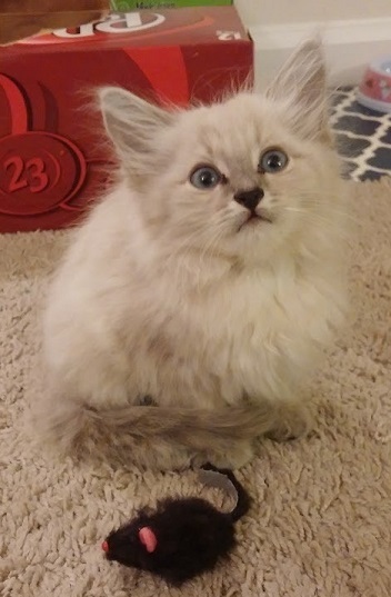 Petunia as an adorable fluffy kitten