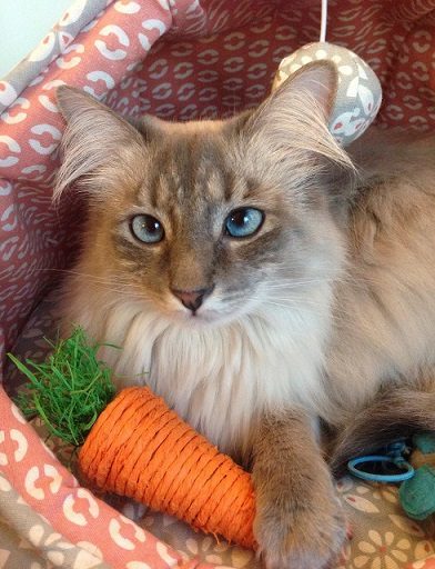 Petunia looking cute with her carrot