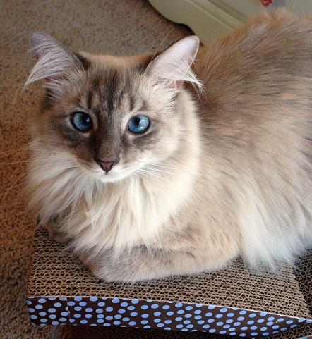 Petunia lounging on her scratcher