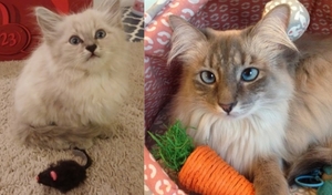 petunia as a kitten and as an adult