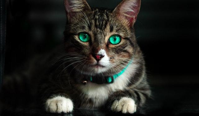 a cat with teal eyes and a teal collar
