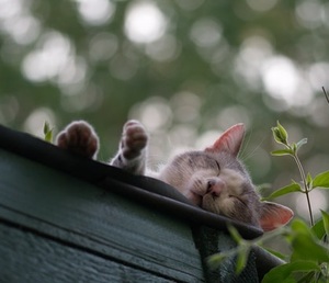 cats love sleeping in high places