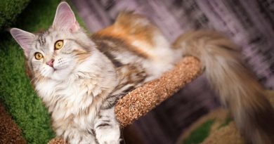 The 15 Best (Safe and Stable) Cat Trees for Large Cats 2018 a very fluffy cat on a cat tree