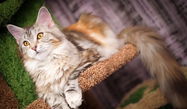 a very fluffy cat on a cat tree