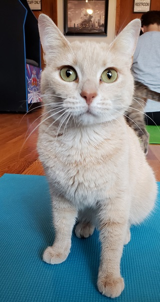 a buff cat on a blue yoga mat