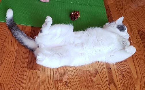 a white cat laying on its back imitating a yoga pose