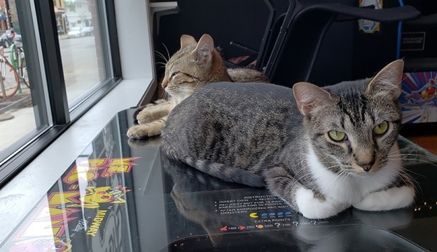 two cats laying on top of a miss pacman machine